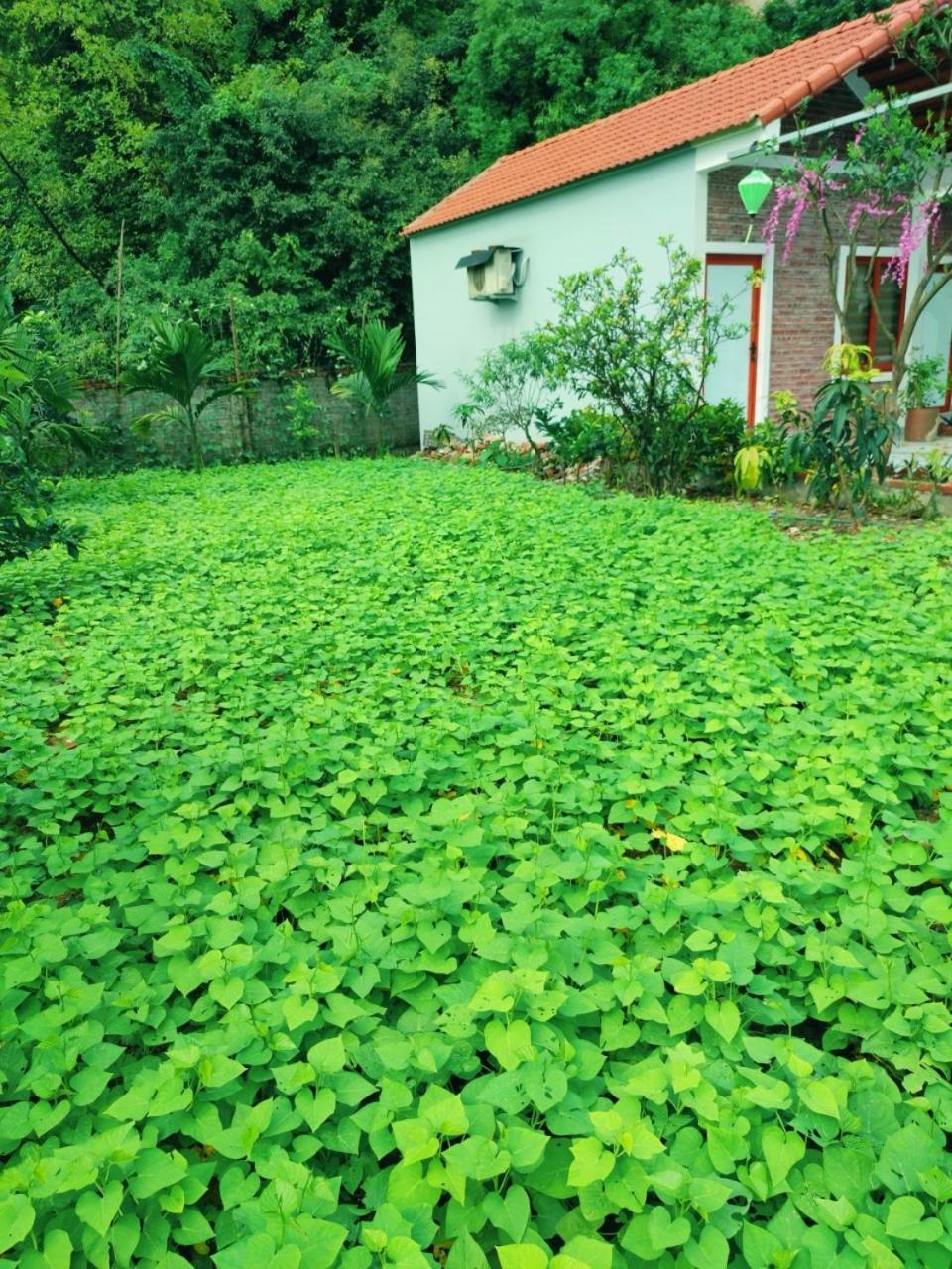 Trang An Natural Mountainside Homestay Нин Бин Екстериор снимка